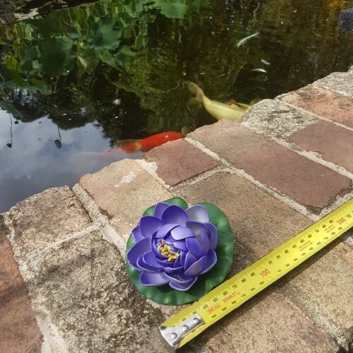 small purple floating water lily